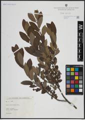 Foto von Salix atrocinerea Brot.